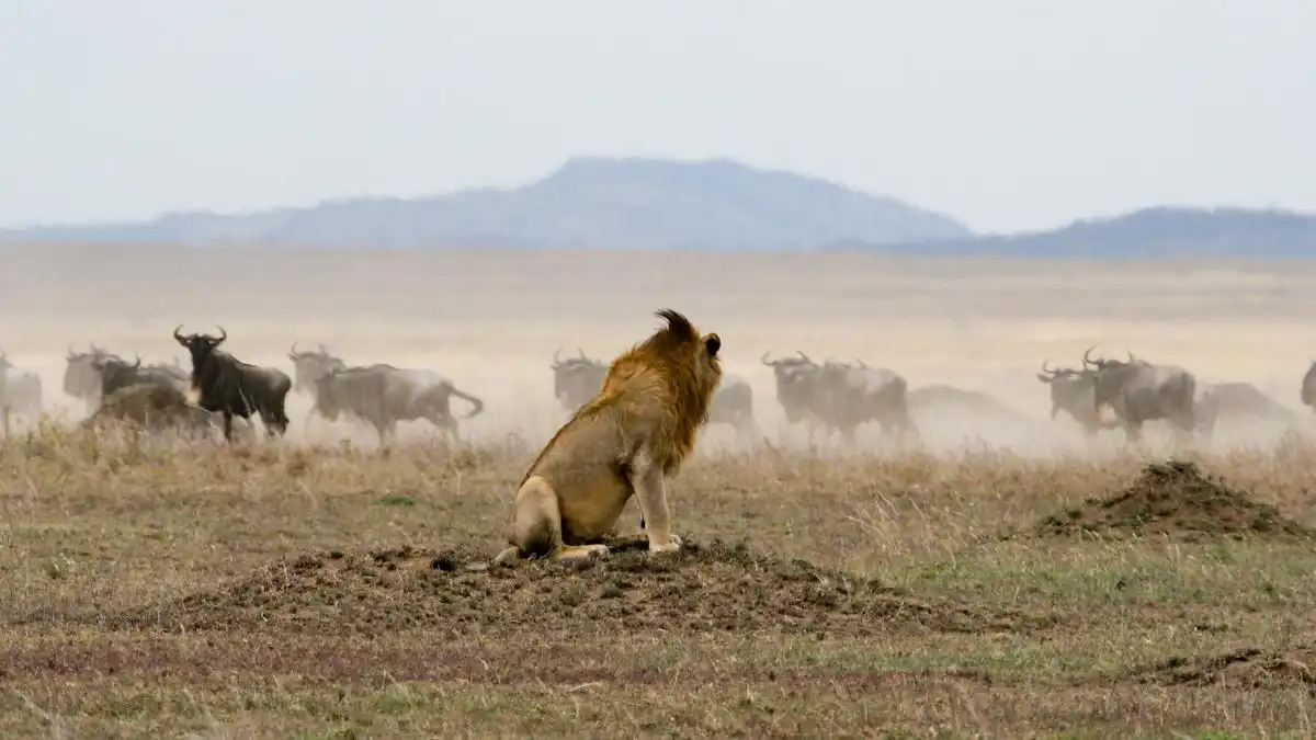 Thrilling Tanzania Safari in May: Lions hunting wildebeest in Serengeti National Park.