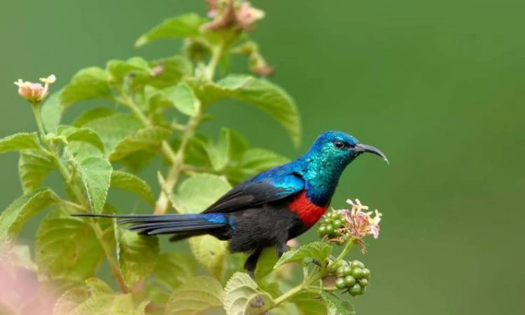 Tarangire National Park - Bed Watcher's Paradise: Captivating Wildlife