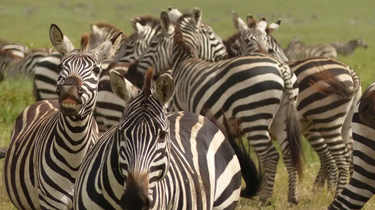 Tarangire National Park - Zebras: Graceful Wildlife
