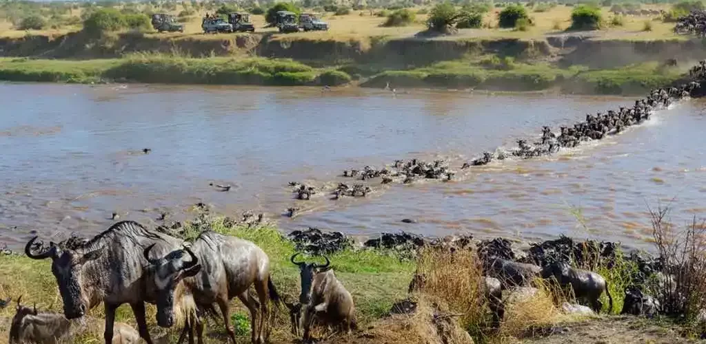 Your complete travel safari guide to Africa's untamed wildlife, breathtaking scenery, and unique adventures in Serengeti National Park.