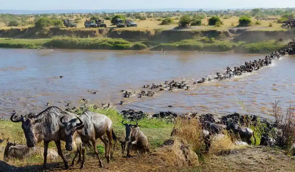 Your complete travel safari guide to Africa's untamed wildlife, breathtaking scenery, and unique adventures in Serengeti National Park.
