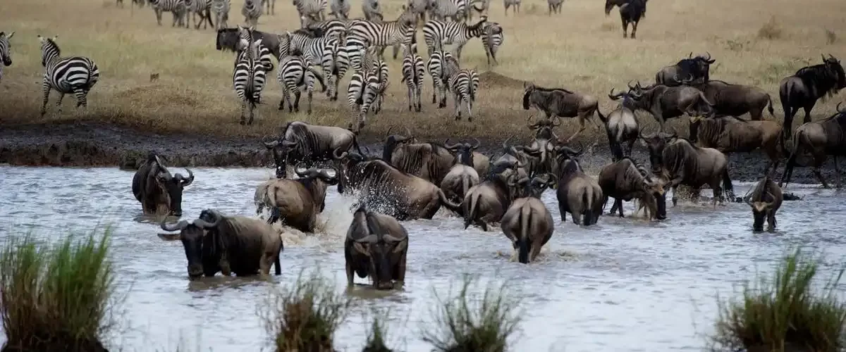 Where to Travel in Tanzania in July: Migrating Zebra and Wildebeest Crossing the River at Serengeti National Park