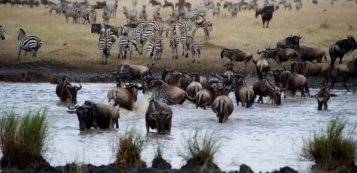 Where to Travel in Tanzania in July: Migrating Zebra and Wildebeest Crossing the River at Serengeti National Park