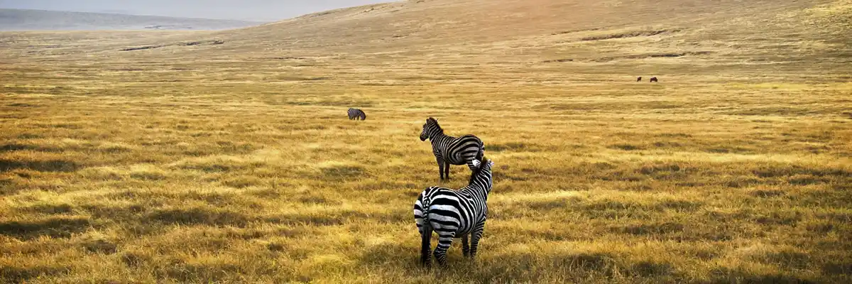 Where to Travel in Tanzania in December: Zebras at Serengeti National Park Landscape with JM Tours