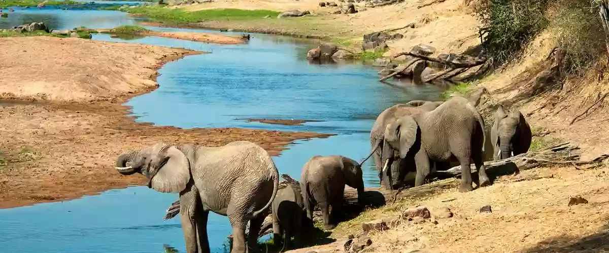 Where to Travel in Tanzania in October: Elephant Drinking Water at Ruaha National Park