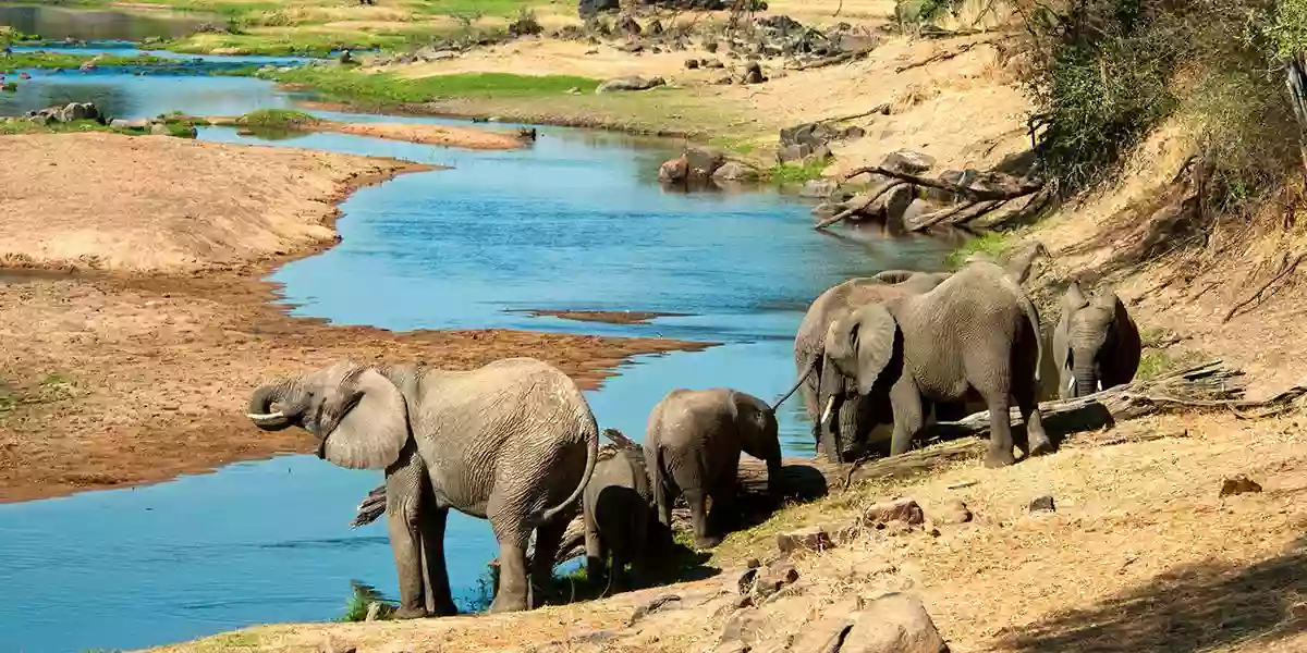 Where to Travel in Tanzania in October: Elephant Drinking Water at Ruaha National Park