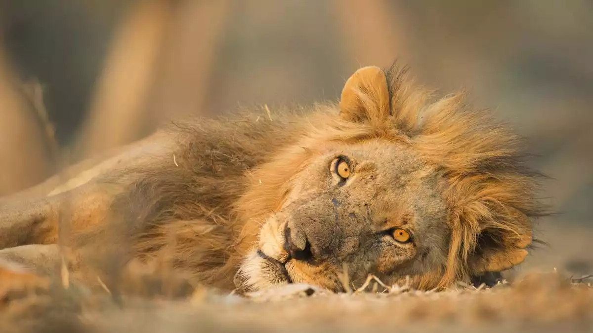 Majestic lion featured on Tanzania Safari Blog.