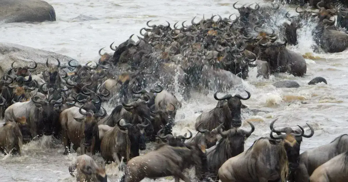 On our Serengeti Great Migration, you get to see the breathtaking sight of the Wildebeest Migration Safari like never before. Millions of animals.