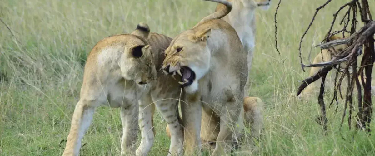 Experience the spectacular 1 Day Ngorongoro Safari. Nature's magnificence, and get up close and personal with the Big 5 in their native environment.