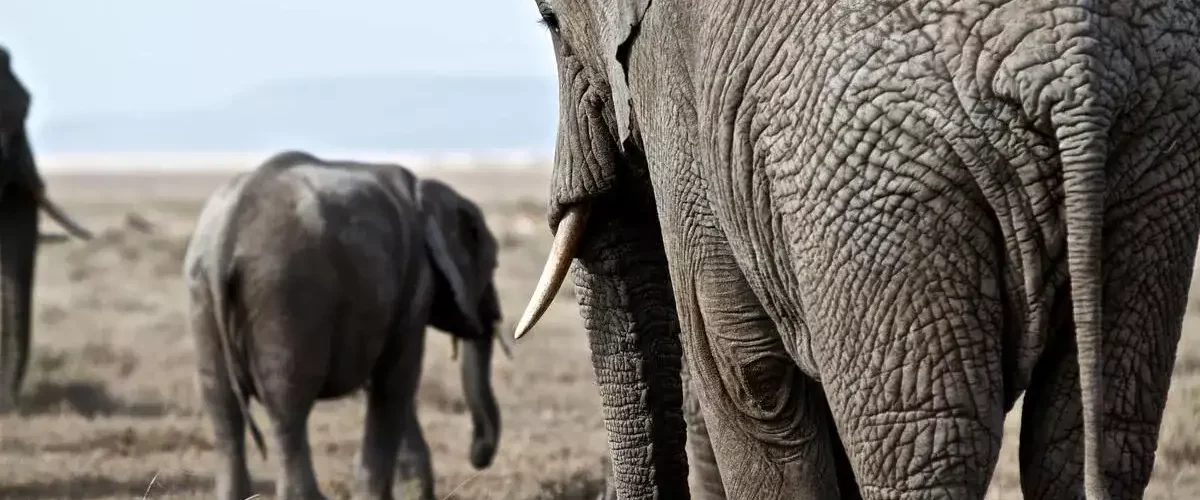 Come on an Exciting 1 Day Tarangire Safari with Our Expert Guides and Witness Tanzania's Wildlife Wonders.
