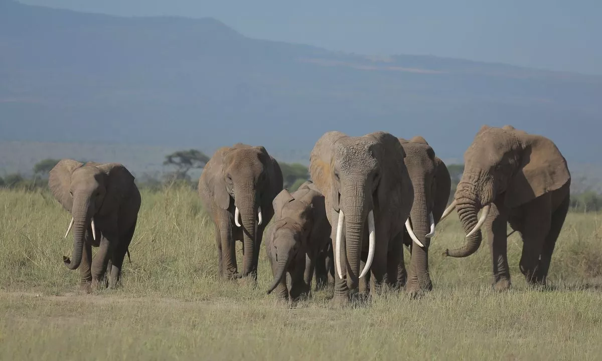 Experience the 3 days Tanzania Safari: Witnessing Animals and Landscape to Lake Manyara, Ngorongoro Crater, and Tarangire National Park.